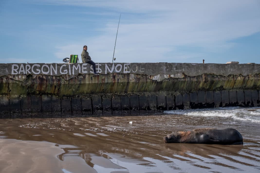 ¡Impactante descubrimiento! Lobos marinos infectados en la costa