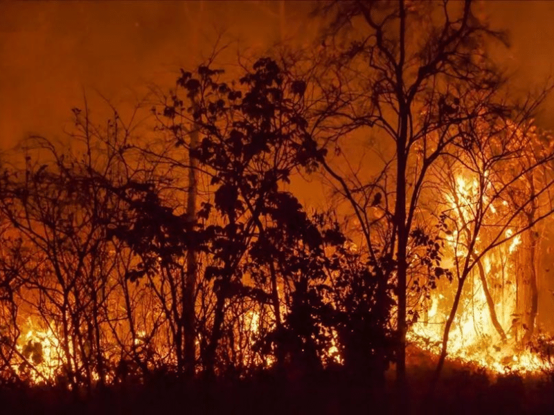 ¡Arrestan a los culpables! Incendios en Chile: la trágica catástrofe tiene responsables