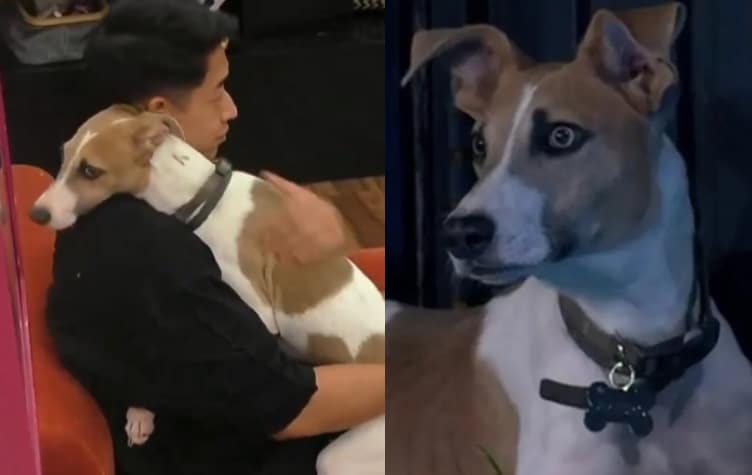 El perro de Gran Hermano se “enamoró” de Martín y a la madrugada se puso hot: “Ya pidió el consentimiento”