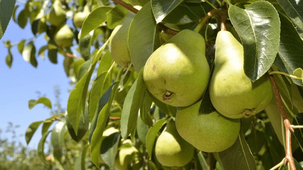 ¡Alerta! 12 economías regionales en crisis según Coninagro