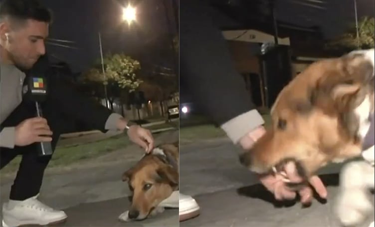 ¡Increíble! Periodista de América es atacado por un perro en plena nota