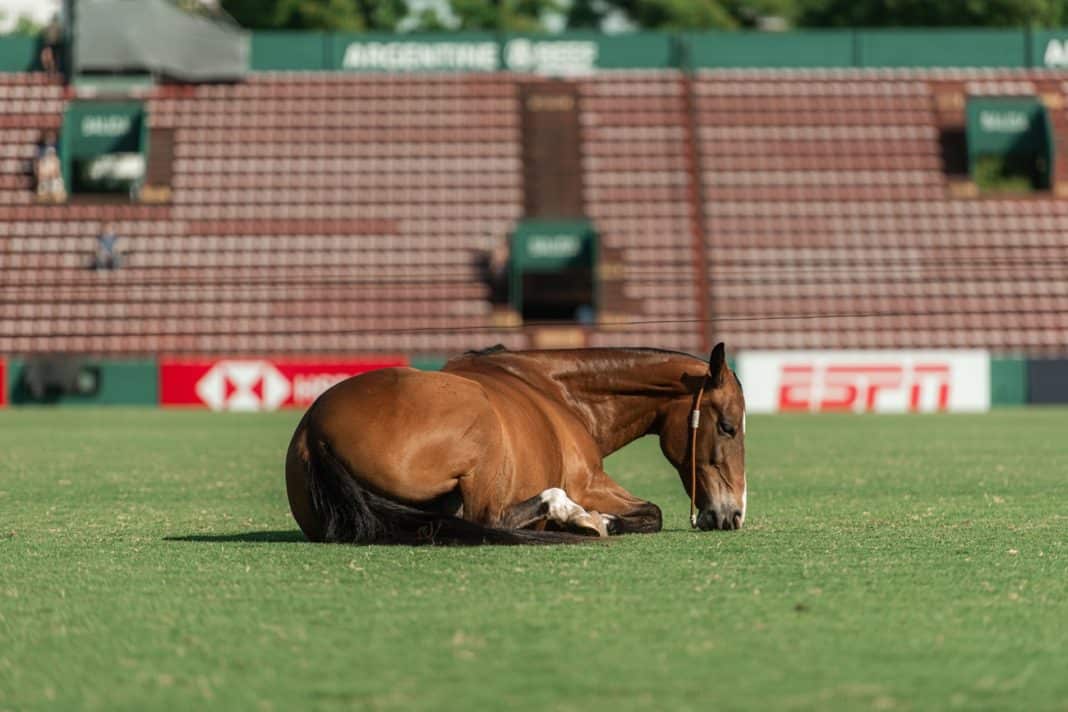 10 Impactantes Momentos Captados en el 131º Abierto Argentino de Polo